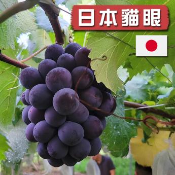 【中秋限定~】 日本山梨貓眼葡萄｜秀級｜7~8房規格｜1房禮盒(附提袋) ~